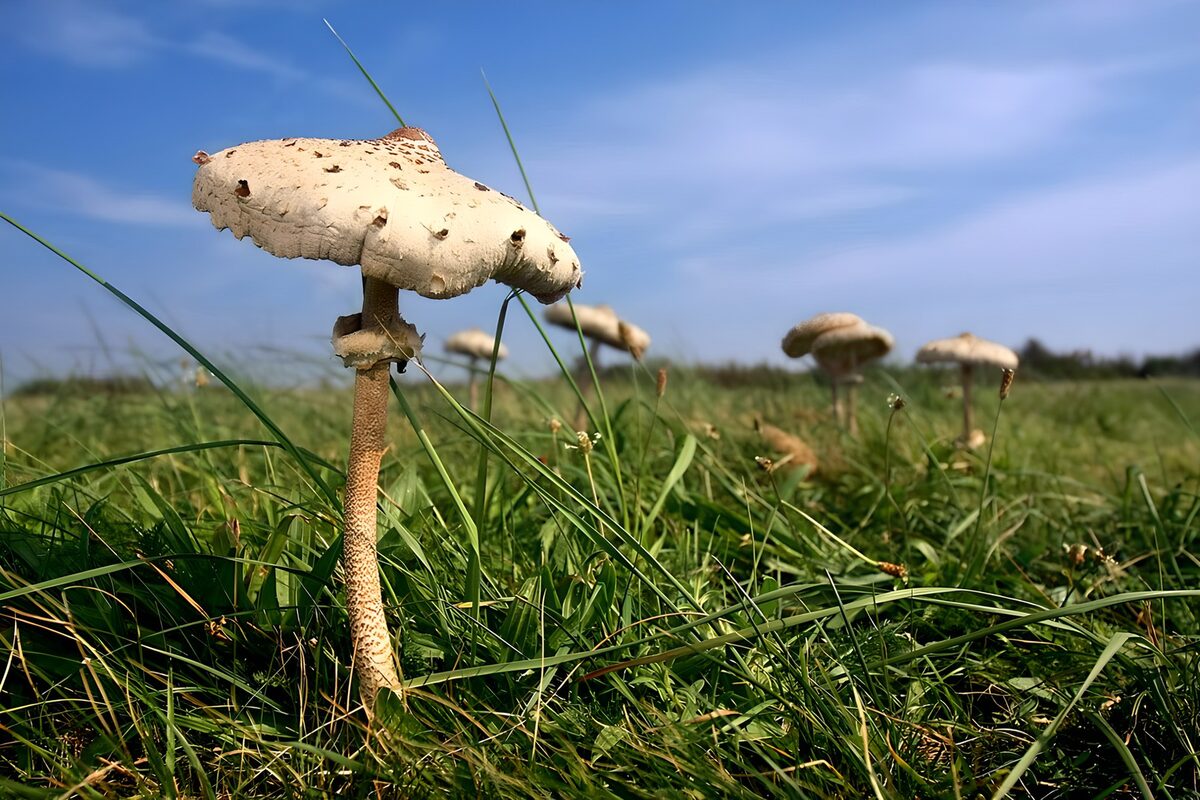 TPFR47197: Champignon solitaire sur un champ