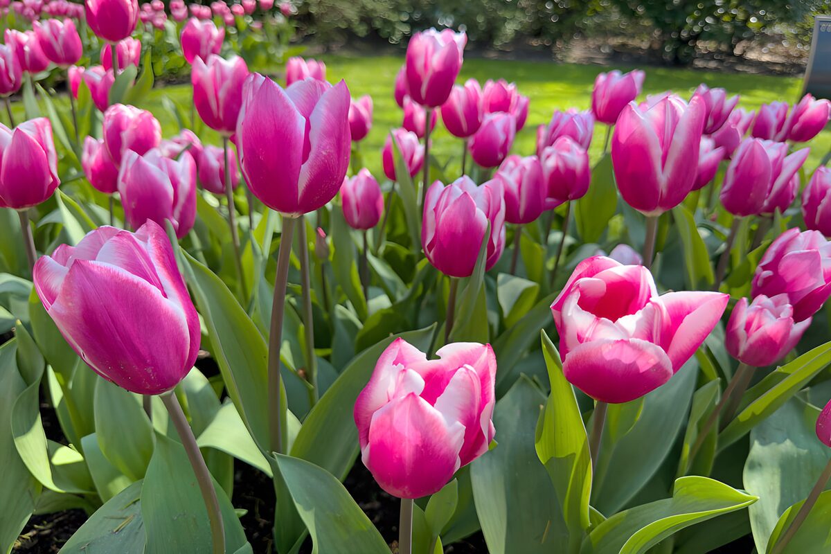 TPFR48941: Tulipes roses en fleurs éclatantes