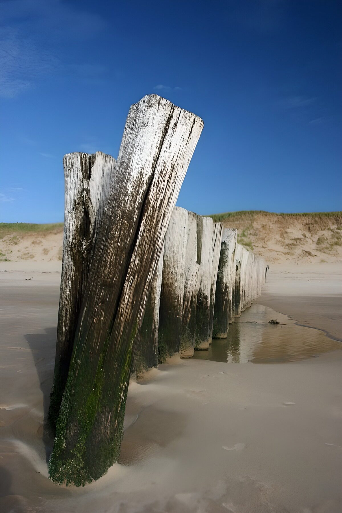 TPFR61911: Mâts de bois sur la plage