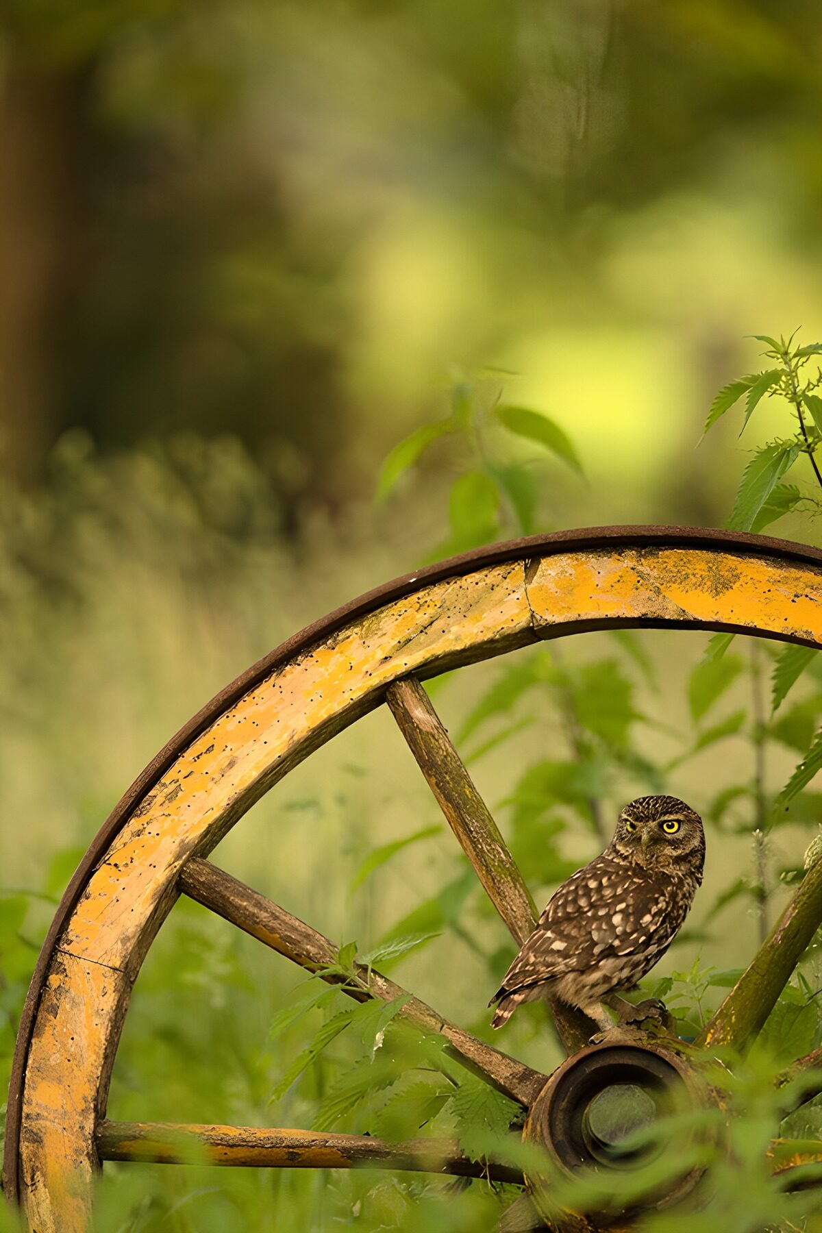 TPFR44835: Hibou sur une roue ancienne