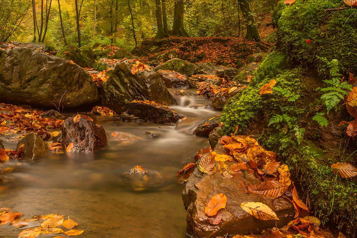 TPFR61673: : Ruisseau paisible en automne