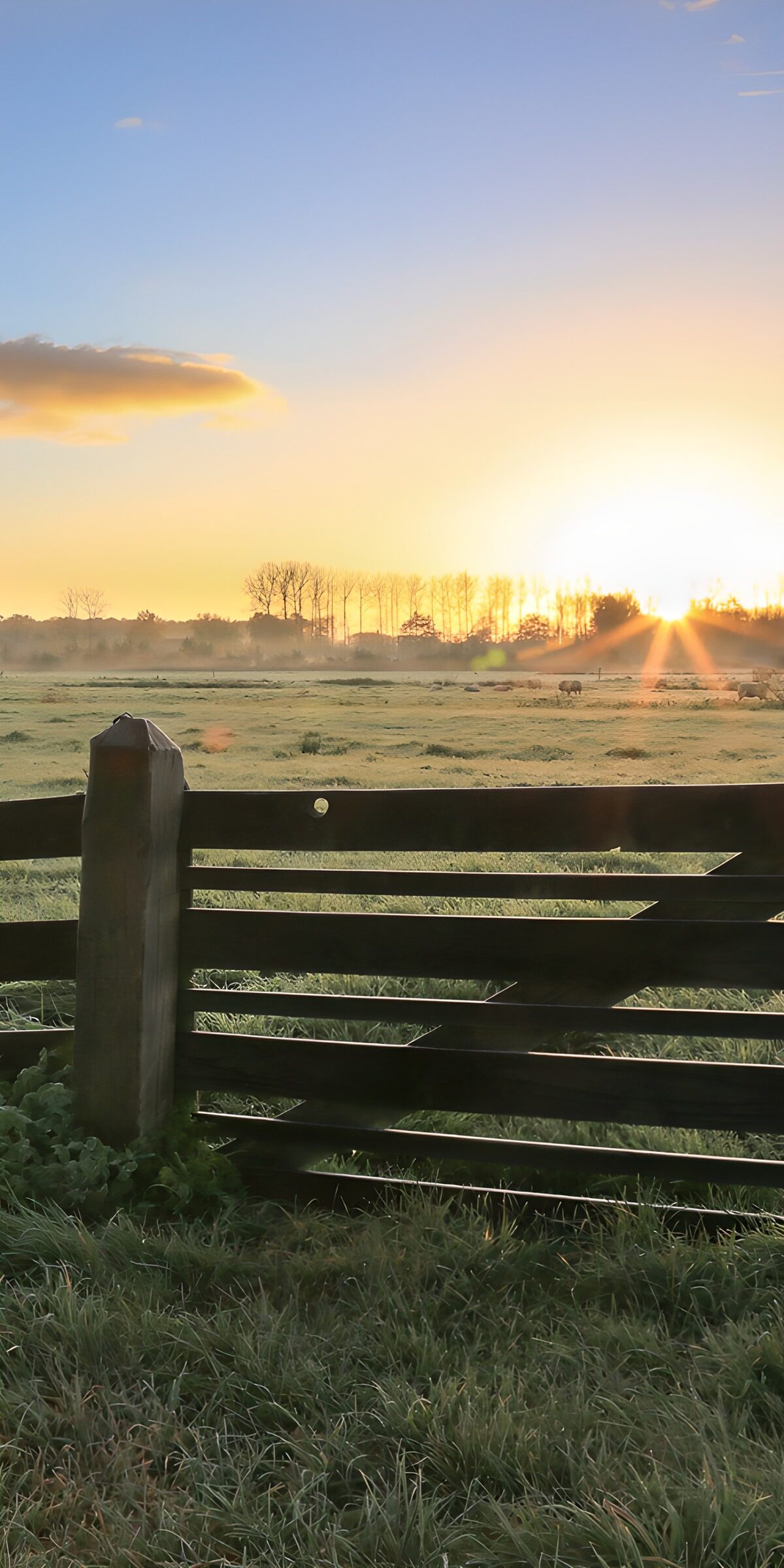 TPFR50595: Lever de soleil sur la prairie paisible