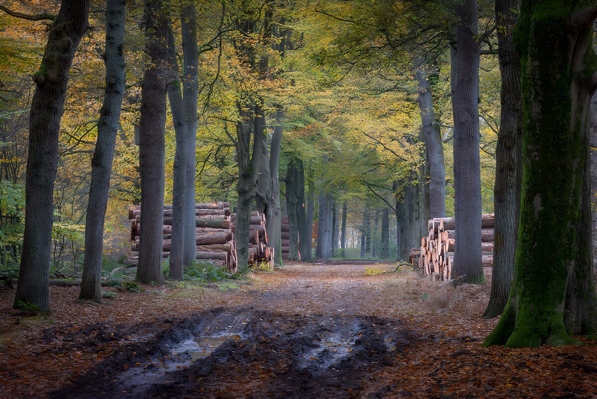TPFR52186: Sentier forestier entouré de troncs
