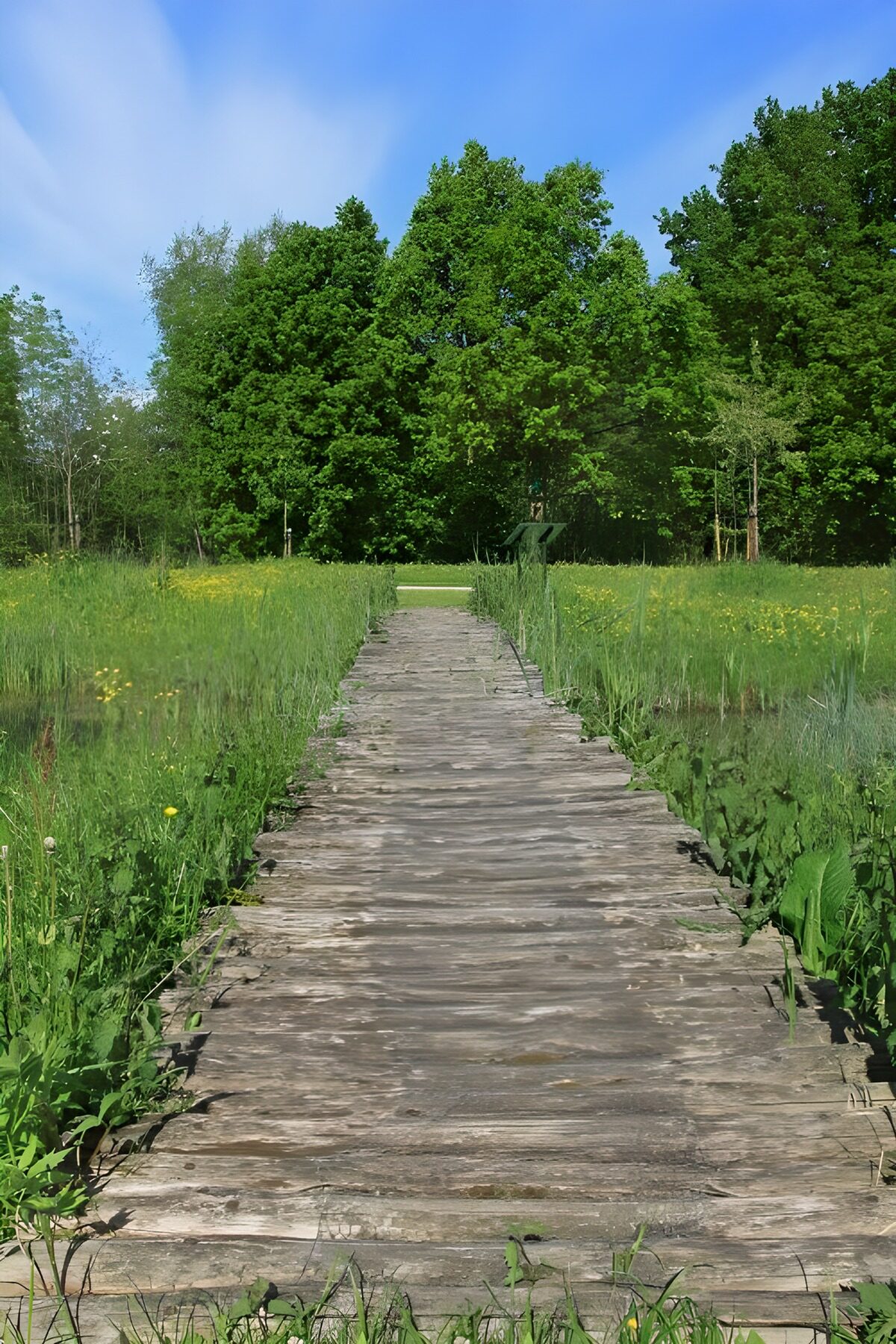 TPFR41374: Sentier en bois au milieu de la verdure