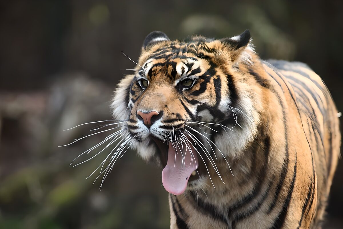 TPFR58821: Tigre rugissant dans la nature sauvage