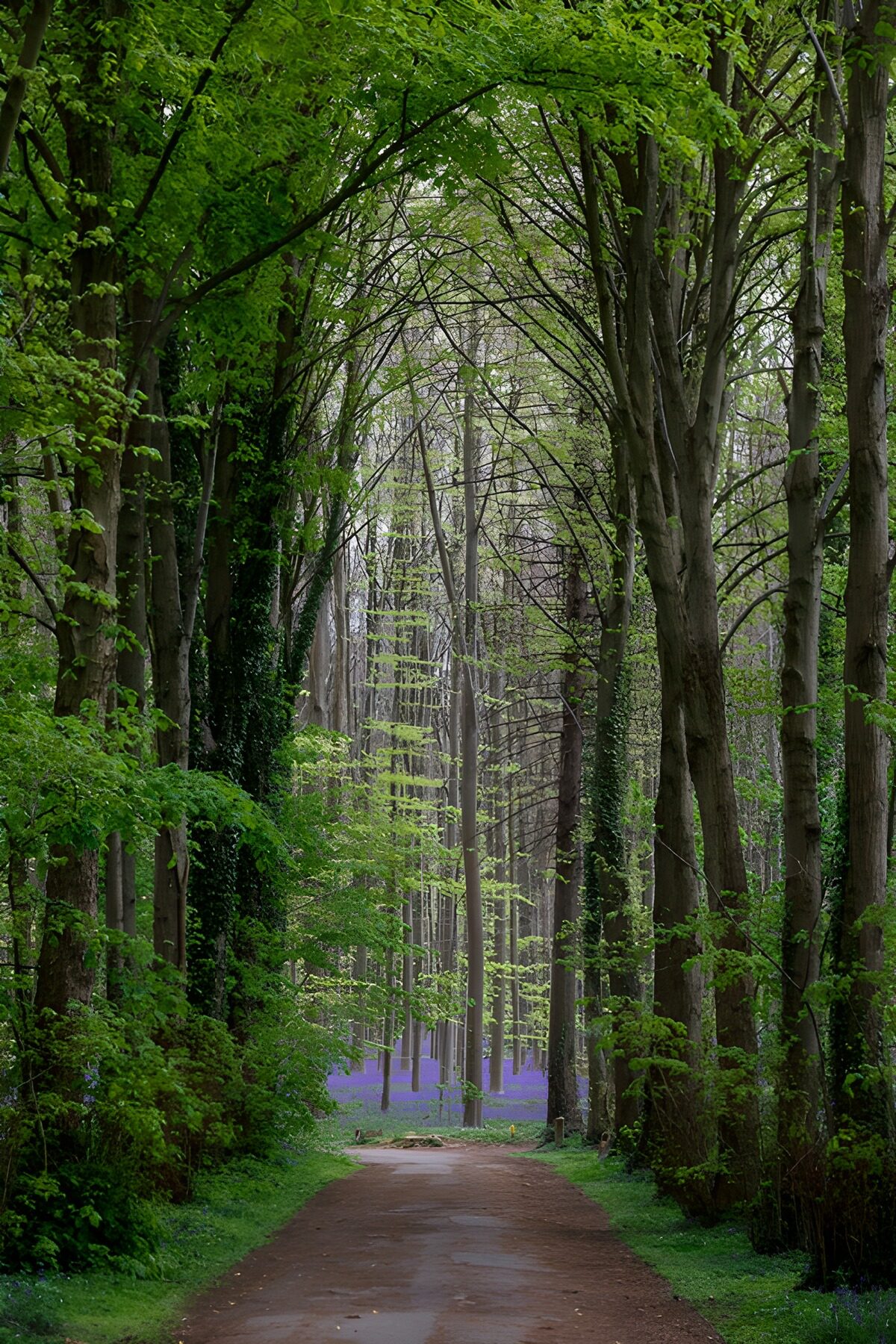 TPFR30653: Allée verdoyante en pleine nature