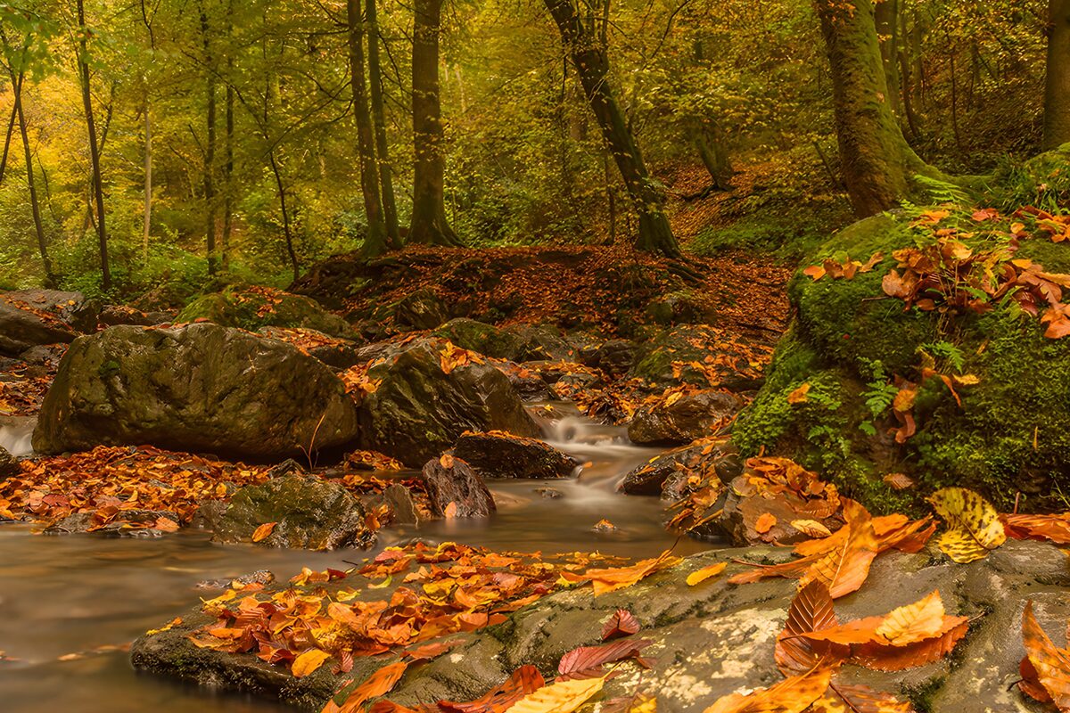 TPFR69449: Forêt d'automne et ruisseau paisible