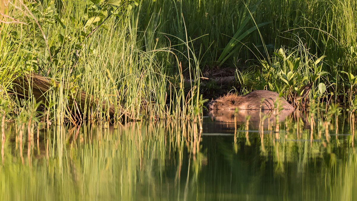TPFR19756: Castor paisible au bord de l'eau