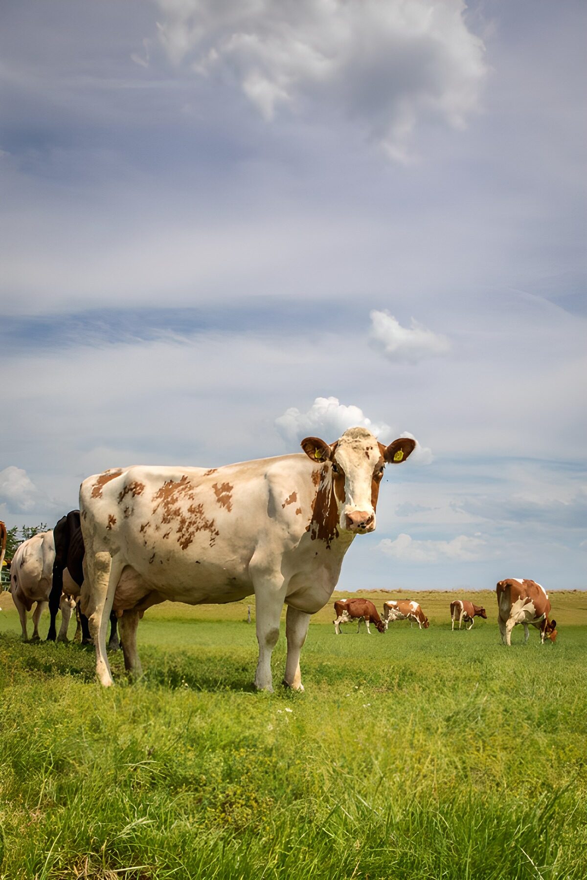 TPFR47655: Vaches paisibles dans les champs
