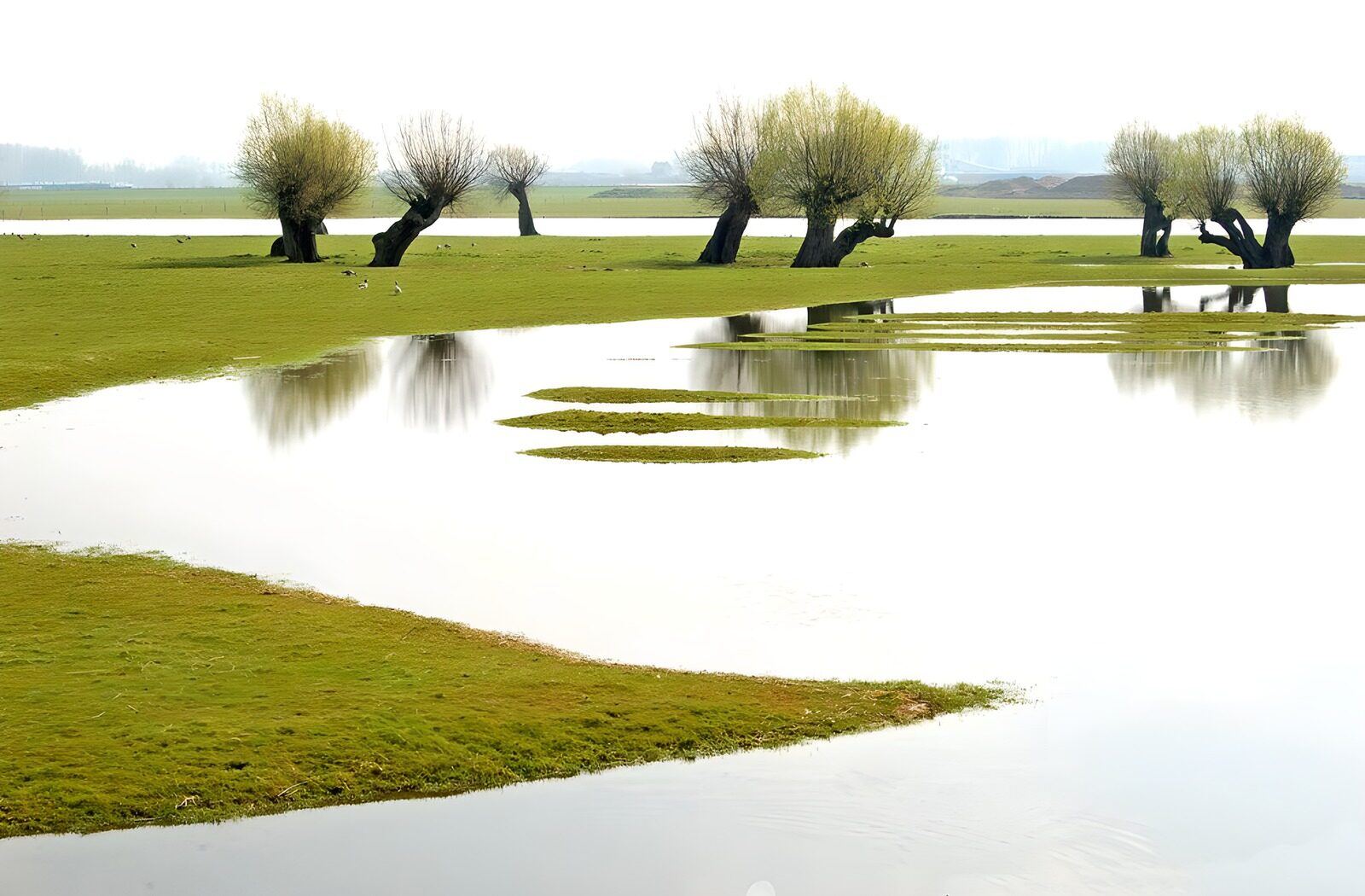 TPFR76712: Prairie inondée avec arbres version 1