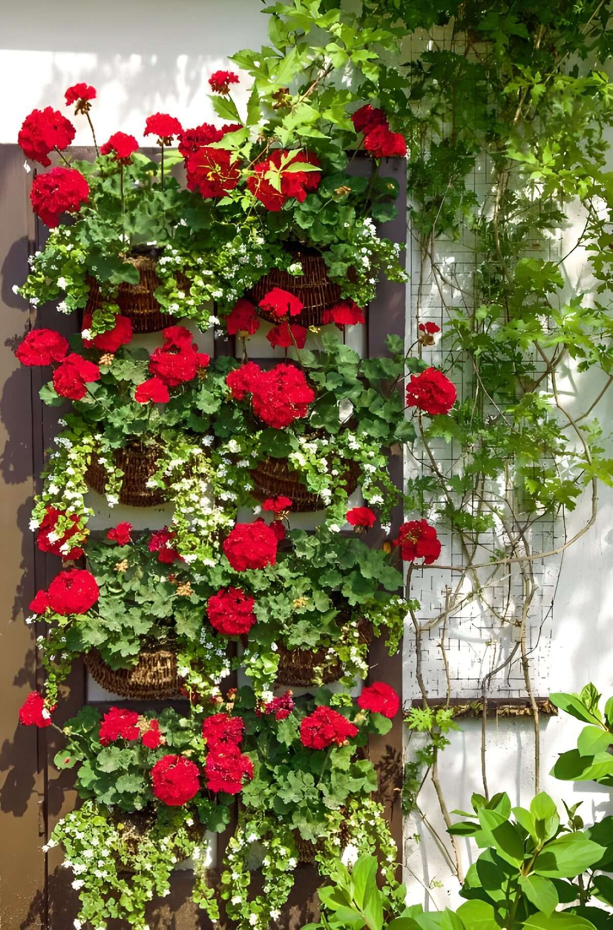 TPFR85824: Mur fleuri de géraniums rouges et vert