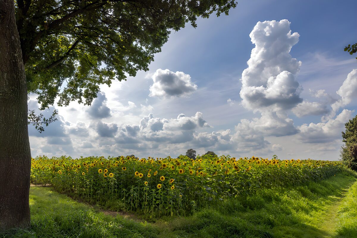 Champ de tournesols sous un ciel nuageux