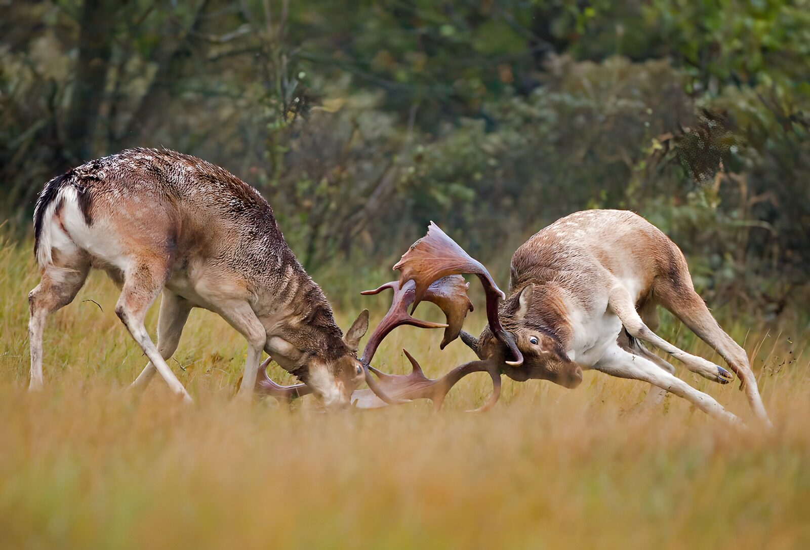 TPFR72702: Combat entre cerfs majestueux