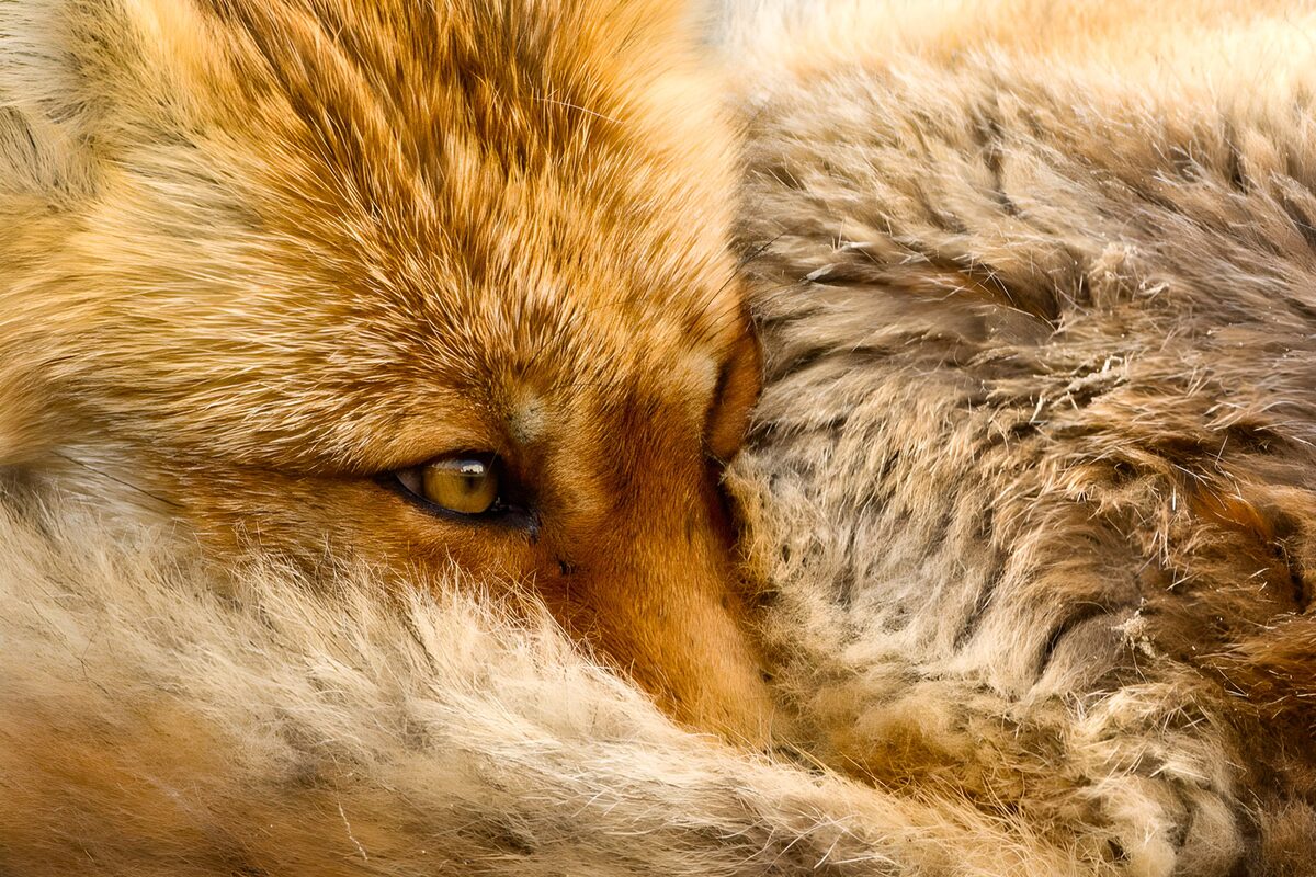TPFR77784: Regard profond d'un renard