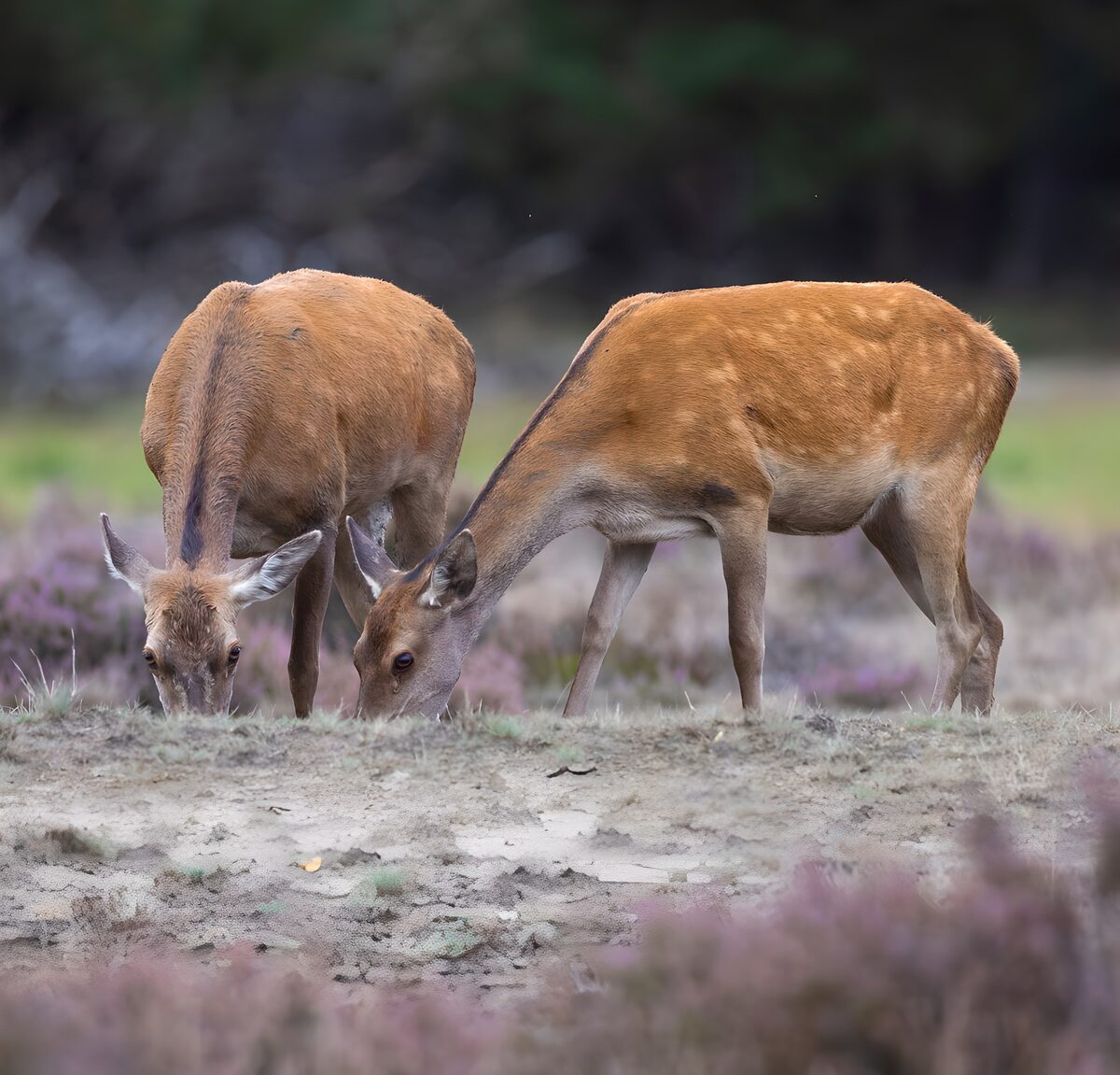 TPFR88731: Deux cerfs broutant dans la nature