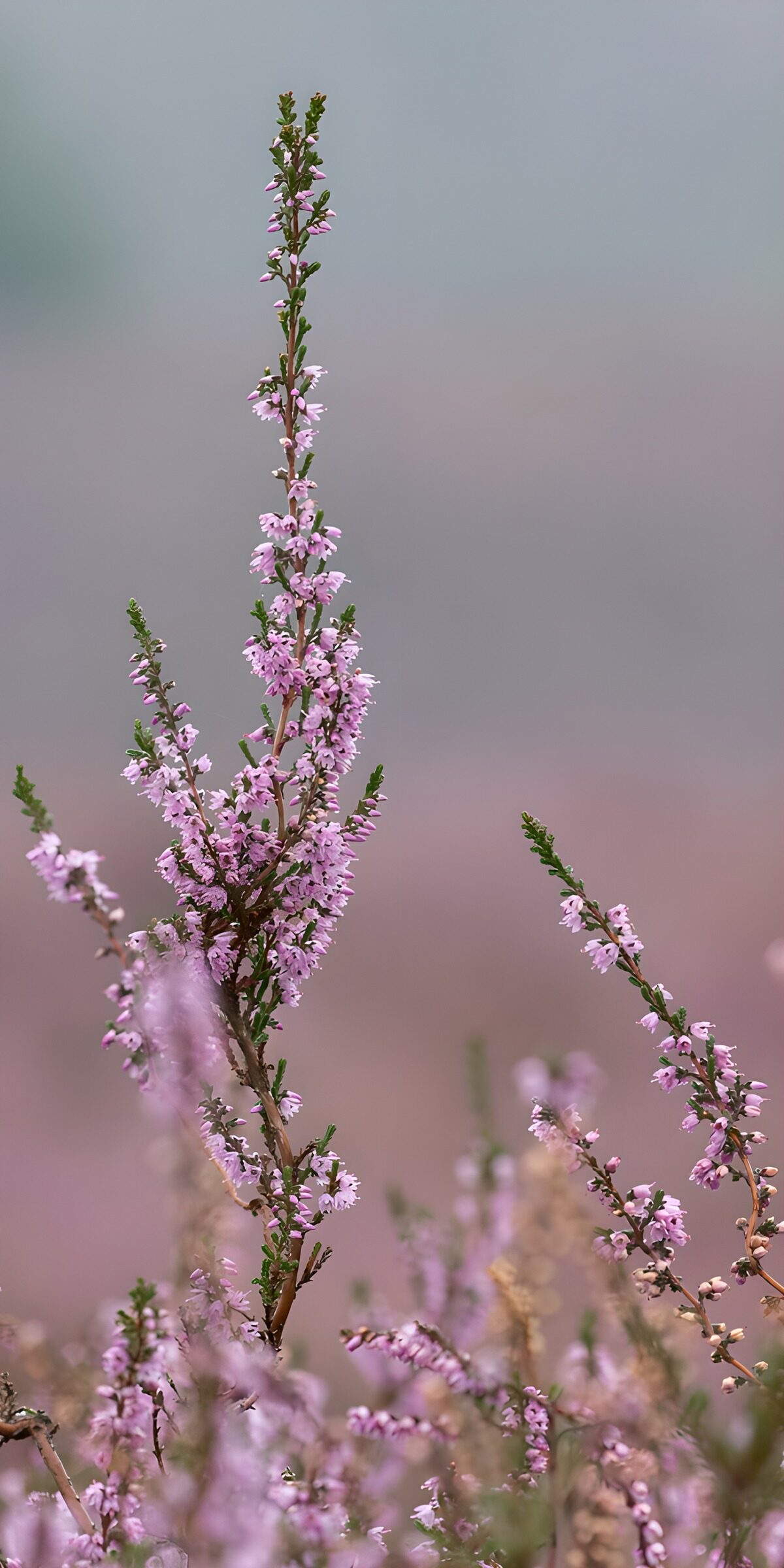 TPFR23624: Fleurs de bruyère en éclosion