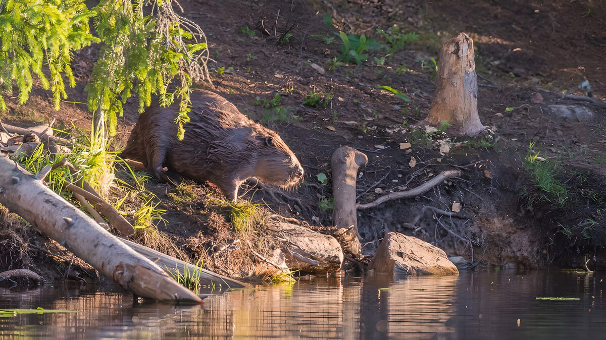 LCastor au bord de l'eau