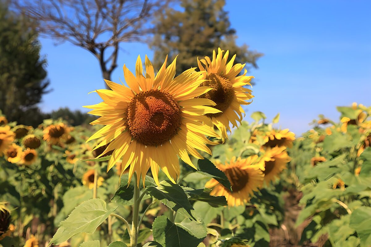 TPFR76298: Fleurs de tournesols sous le ciel bleu