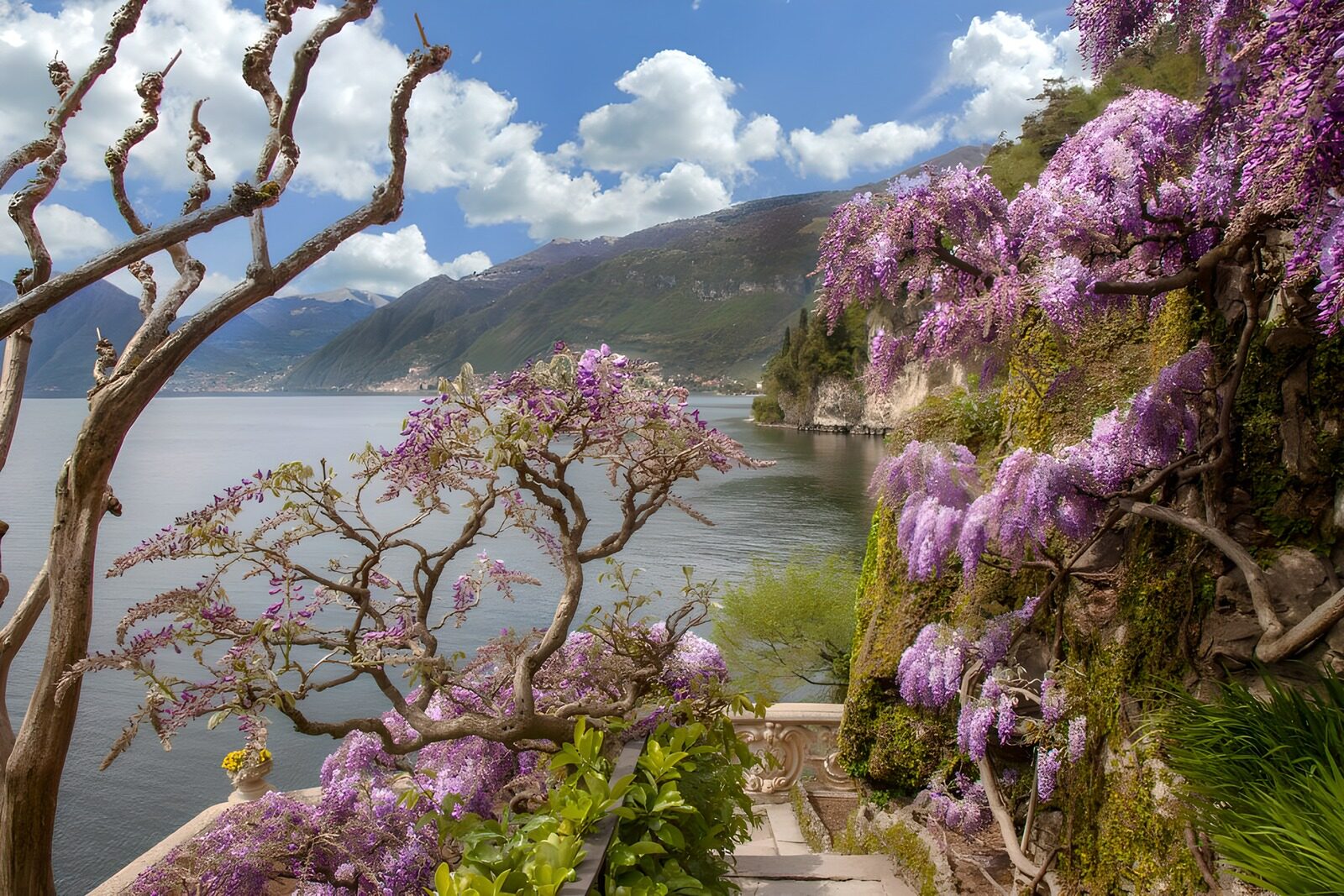 TPFR48452: Paysage de fleurs violettes au bord de l'eau