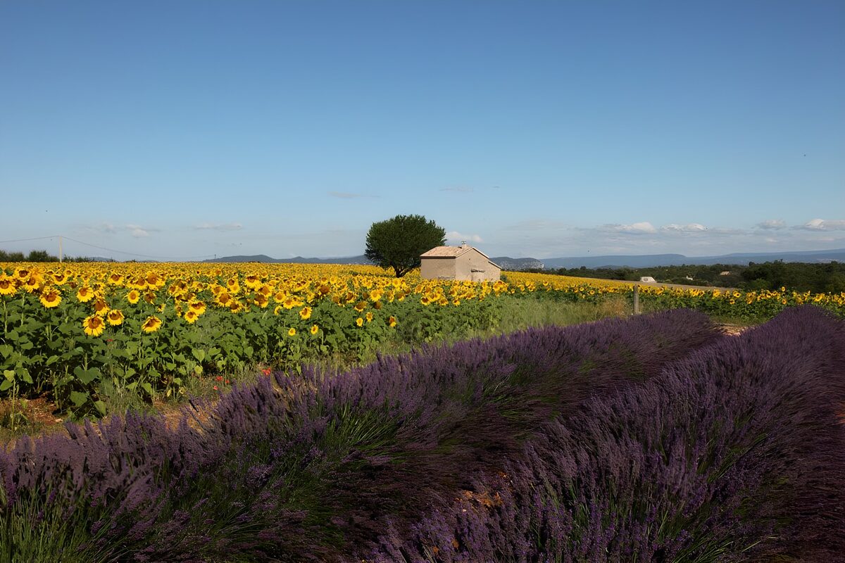 TPFR57816: Champs de tournesols et de lavande