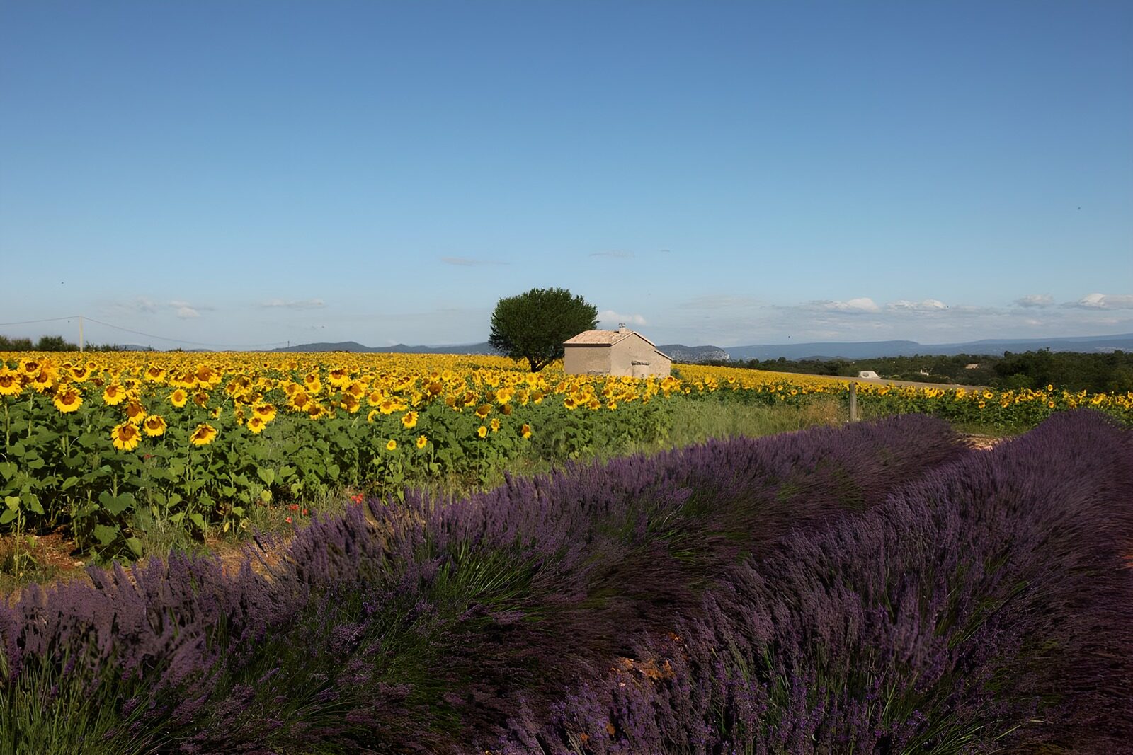 TPFR57816: Champs de tournesols et de lavande