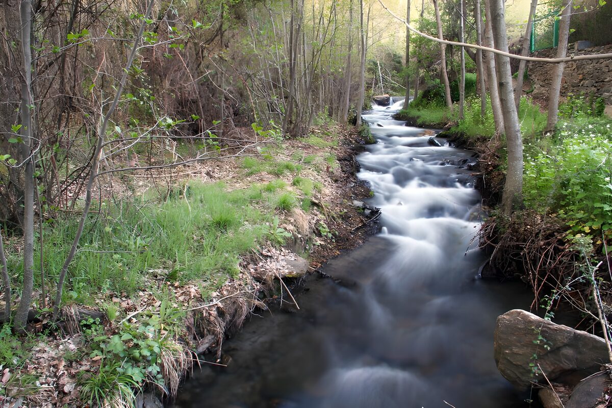 TPFR86310: Ruisseau paisible en forêt