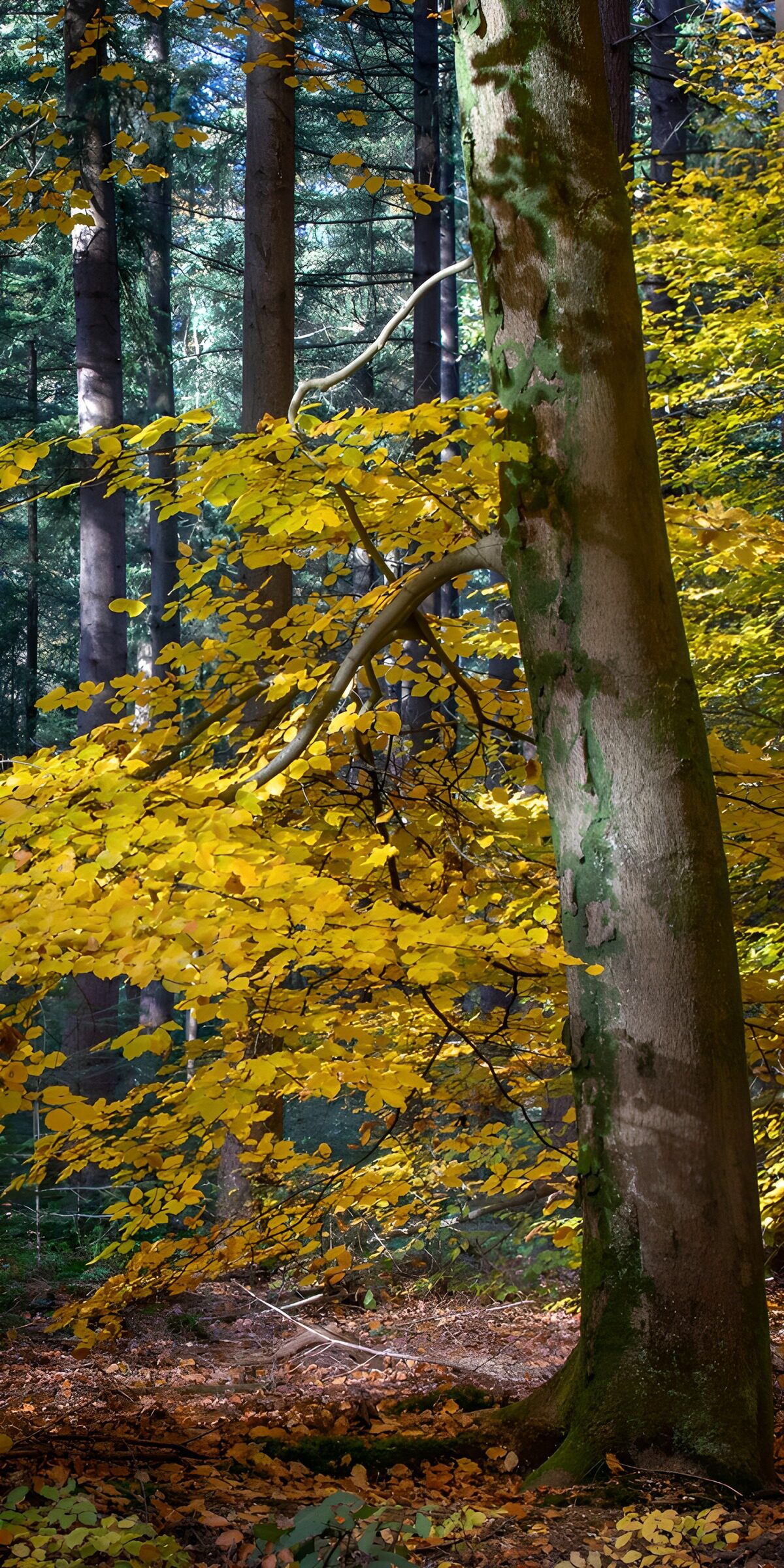 TPFR70634: Forêt dorée en automne