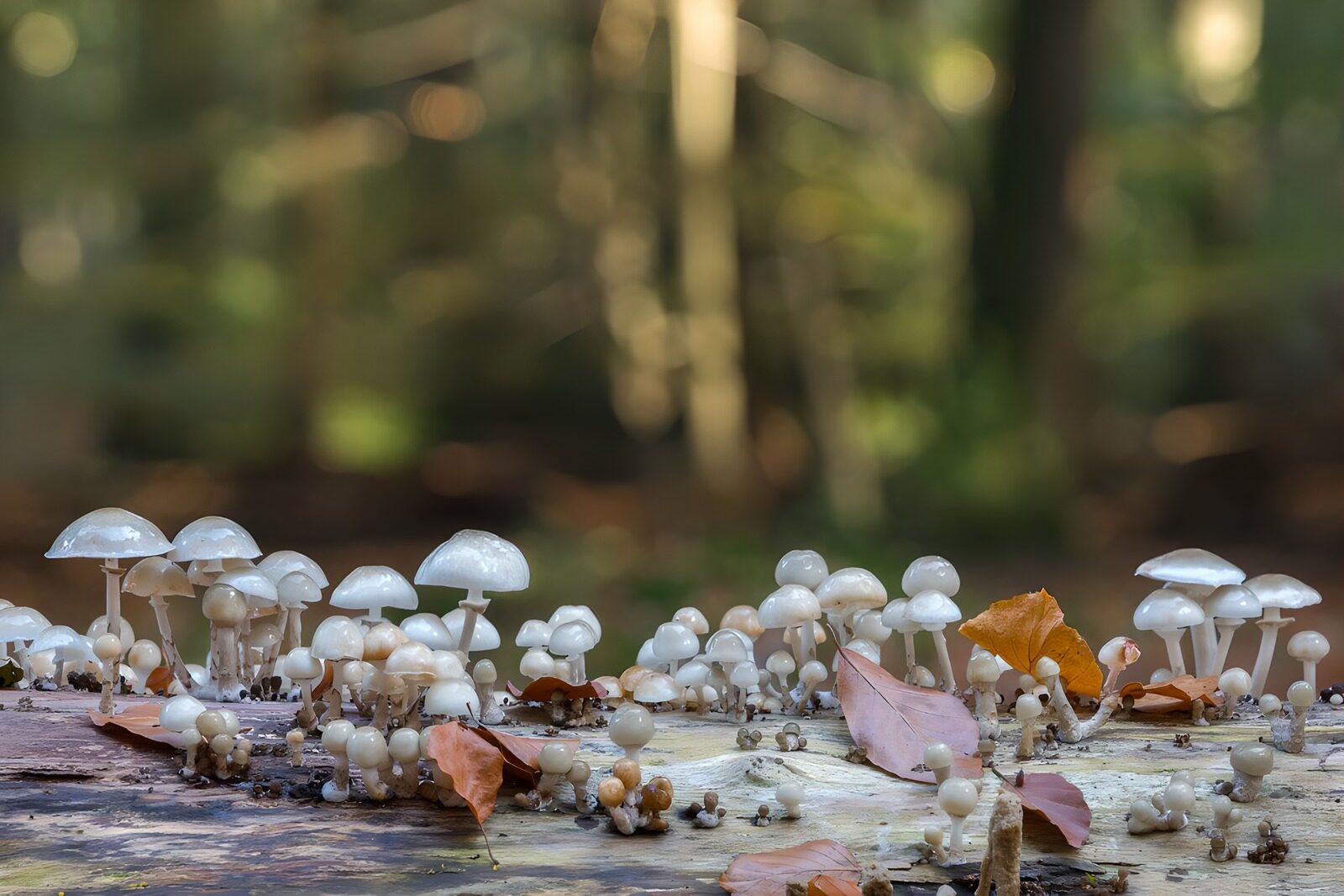 TPFR37635: Champignons mystérieux du sous-bois