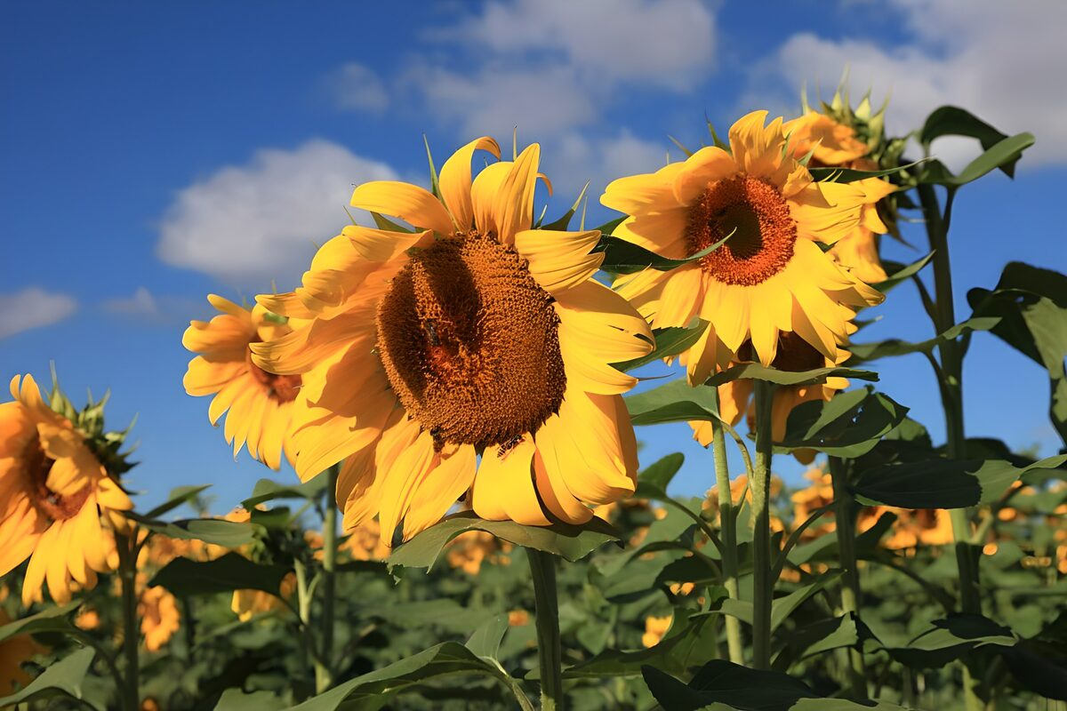 Champs de tournesols en plein soleil