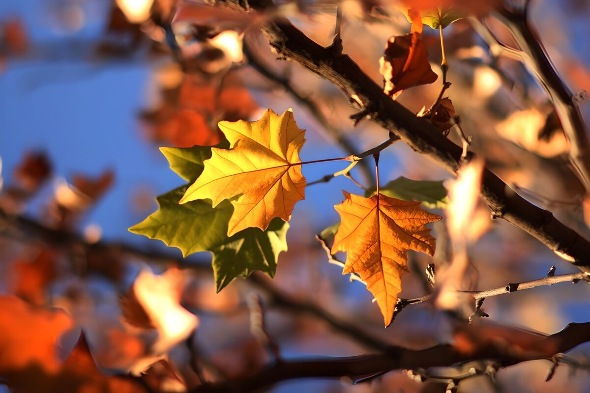 Feuilles d'automne colorées