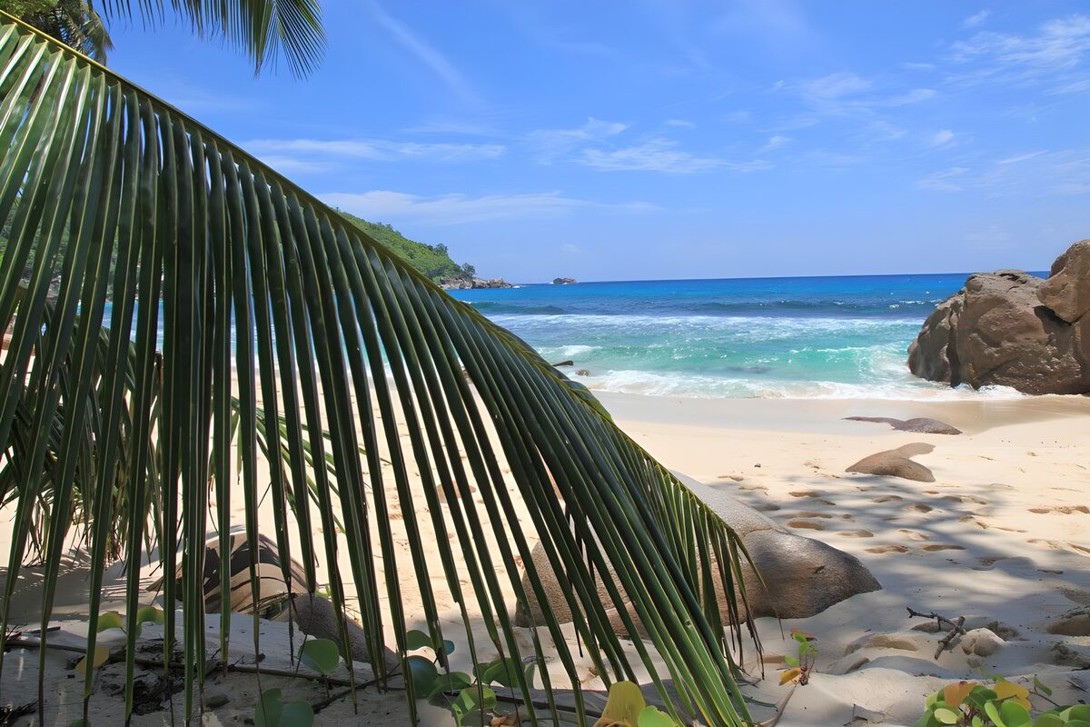 TPFR44129: Plage paradisiaque sous le palmier