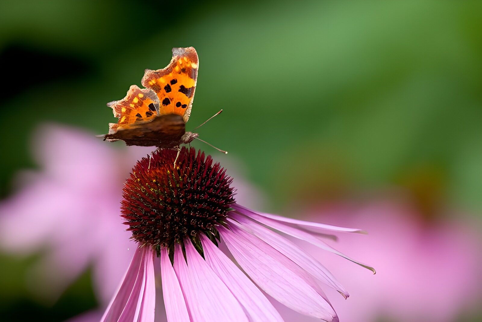 TPFR77913: Papillons 6