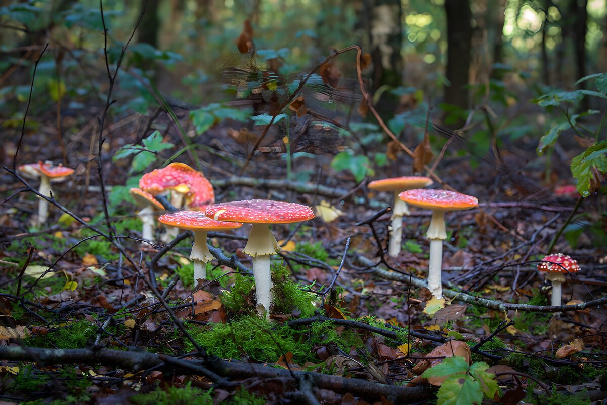 TPFR16082: Champignons colorés dans la forêt