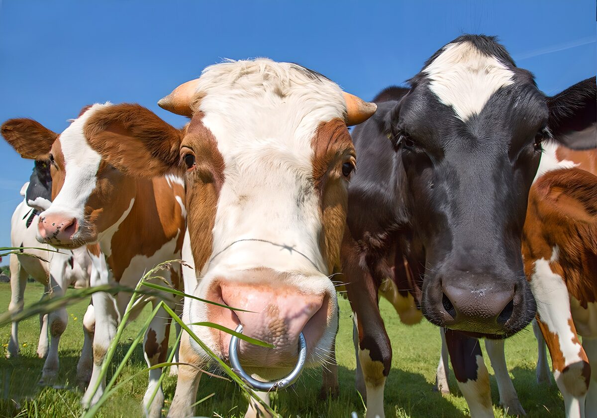 TPFR87719: Vaches heureuses dans les champs ensoleillés