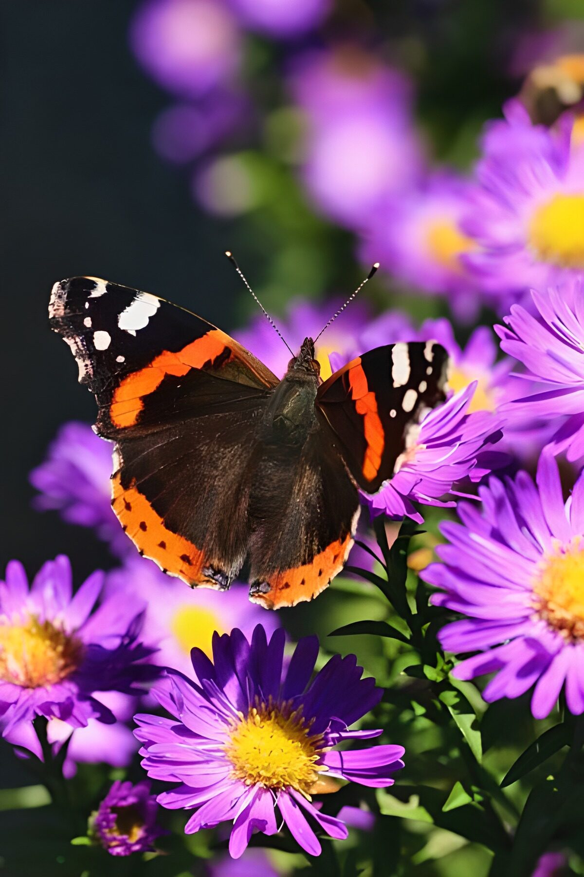 TPFR28627: Papillons 17