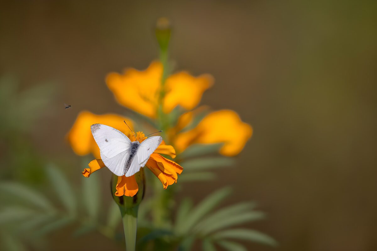 Papillon sur fleur orange