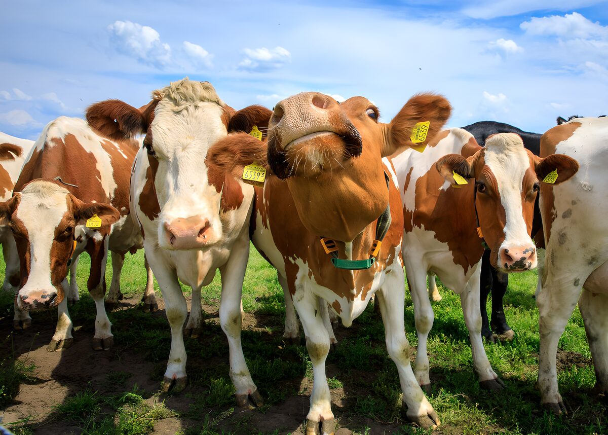 TPFR52374: Vaches joyeuses dans un champ ensoleillé