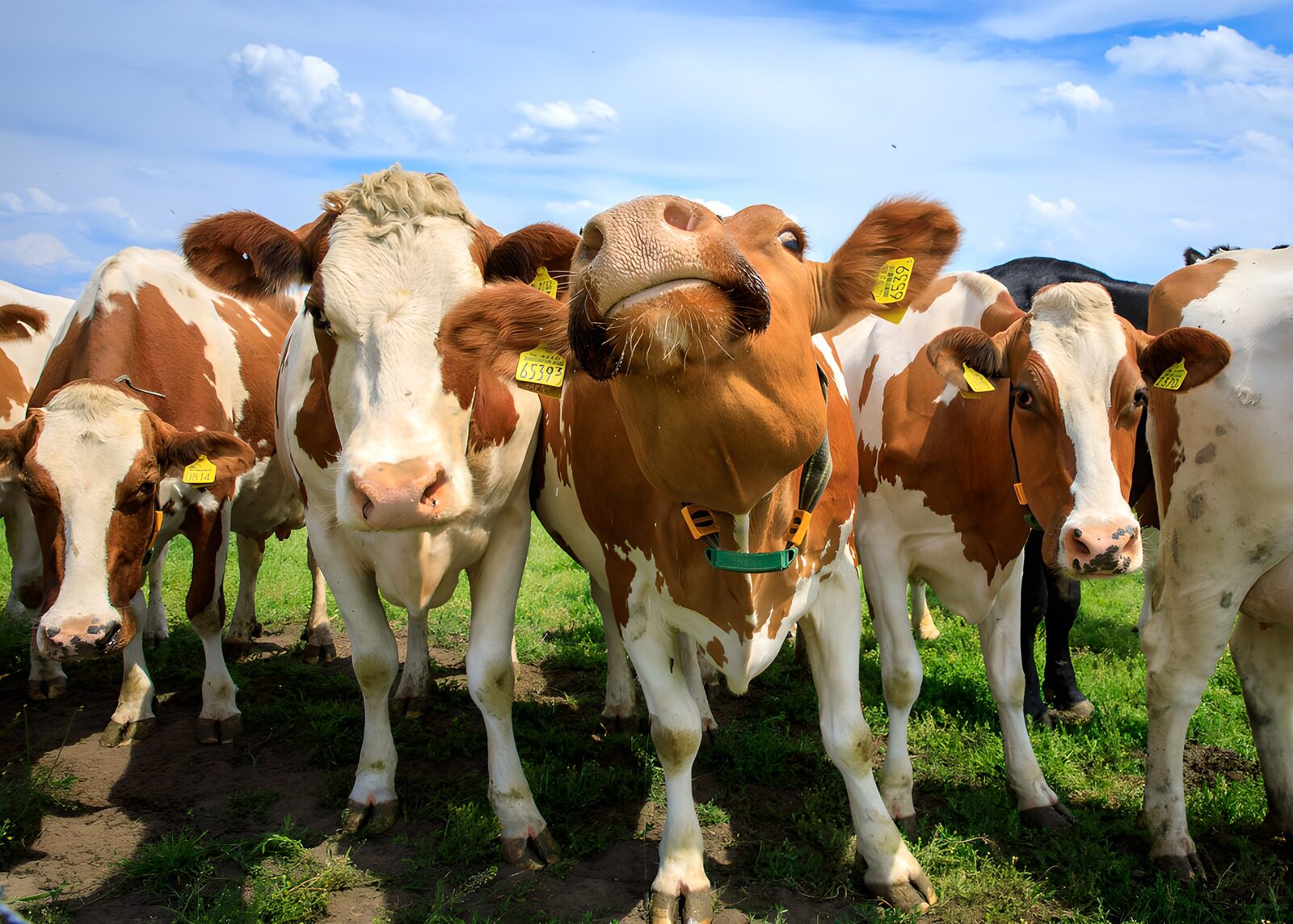 TPFR52374: Vaches joyeuses dans un champ ensoleillé