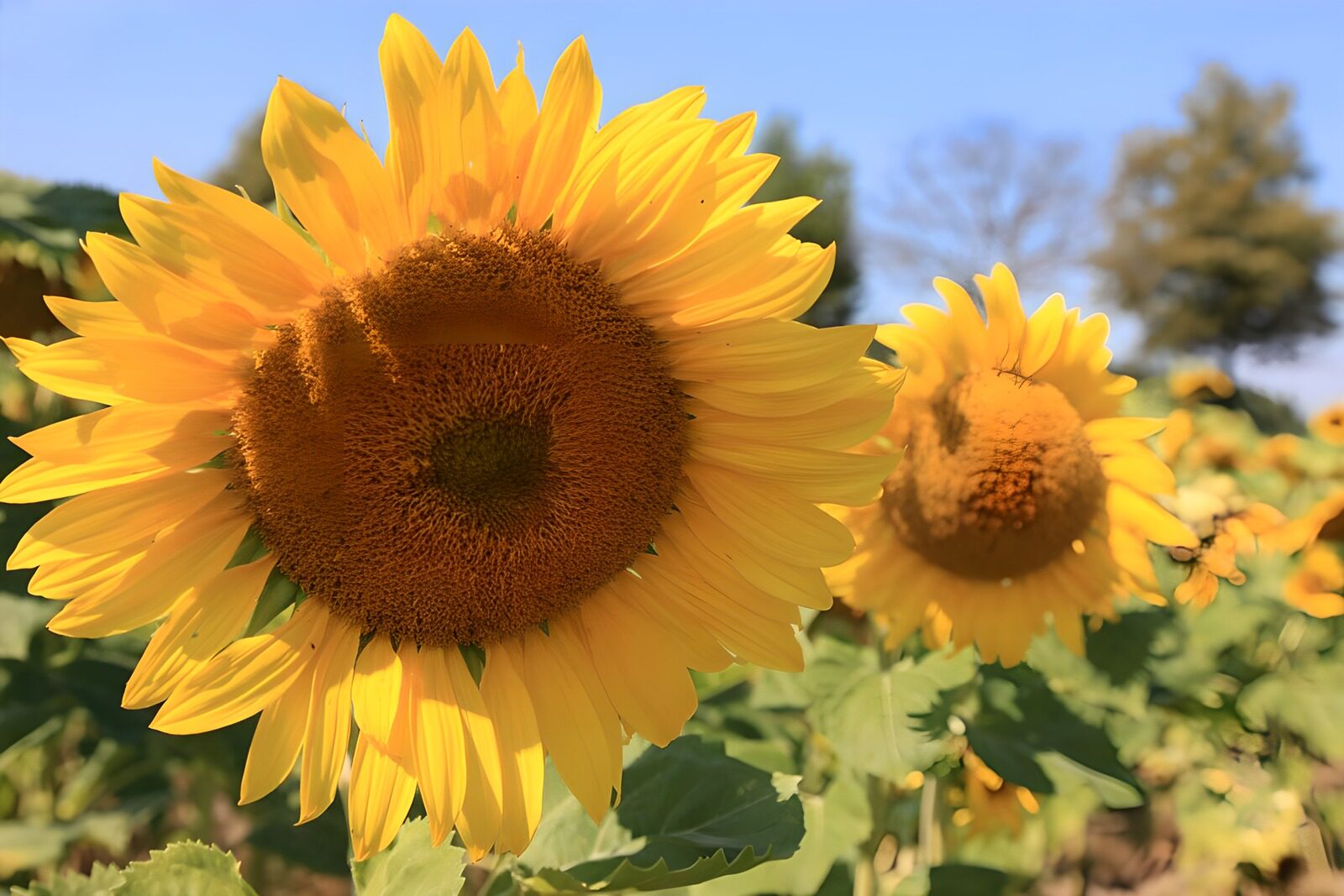 TPFR34754: Champs de tournesols éclatants