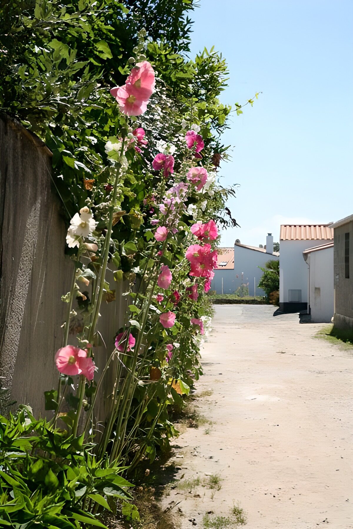 TPFR77679: Roses trémières le long d'un chemin