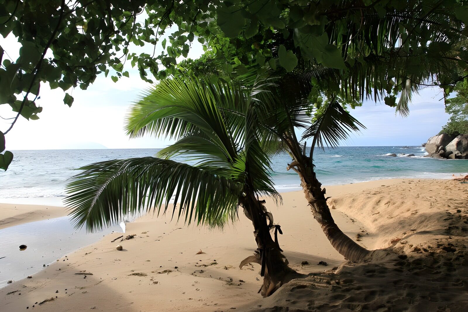 TPFR65939: Plage paradisiaque sous les palmiers