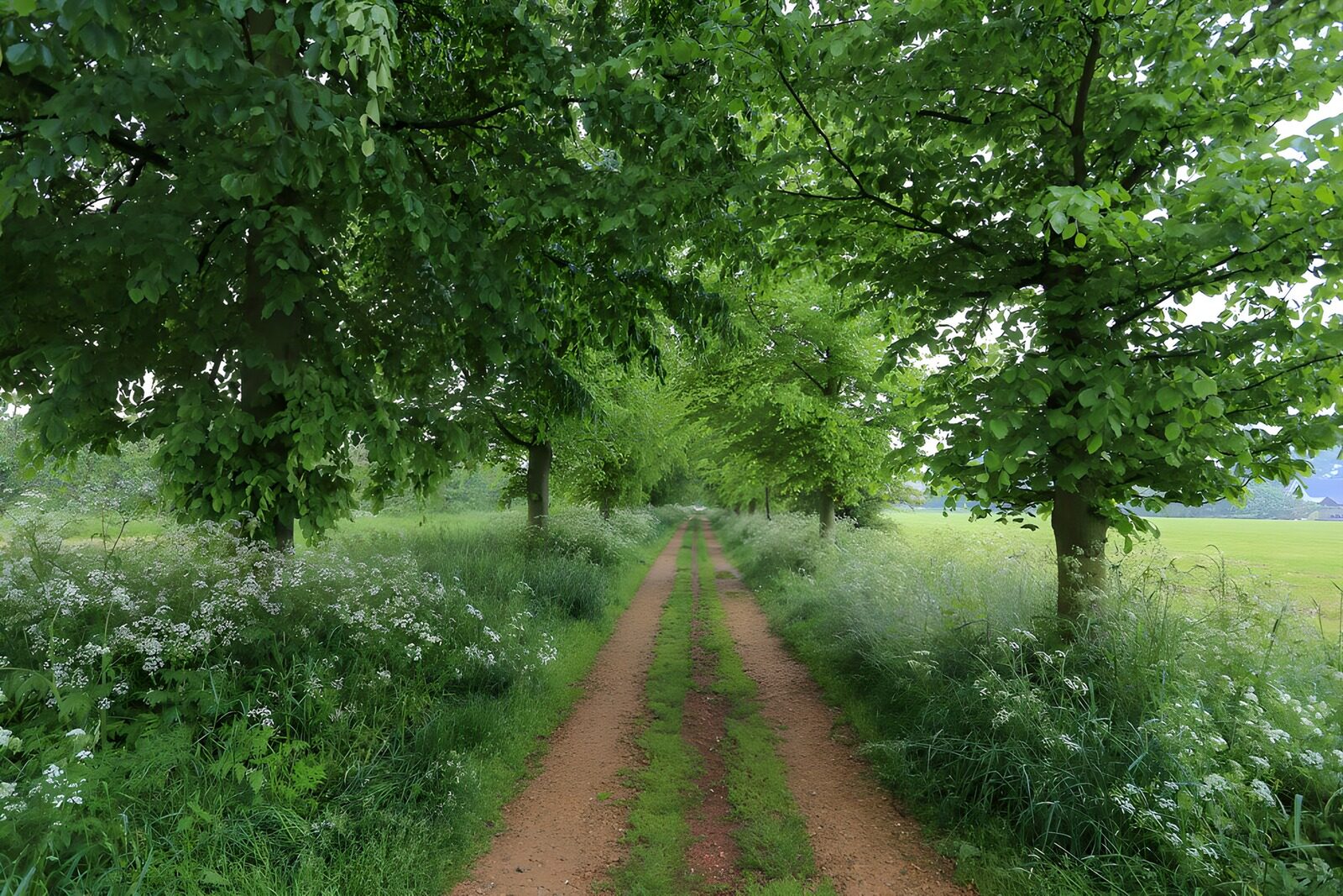 TPFR34844: Chemin verdoyant au milieu des arbres