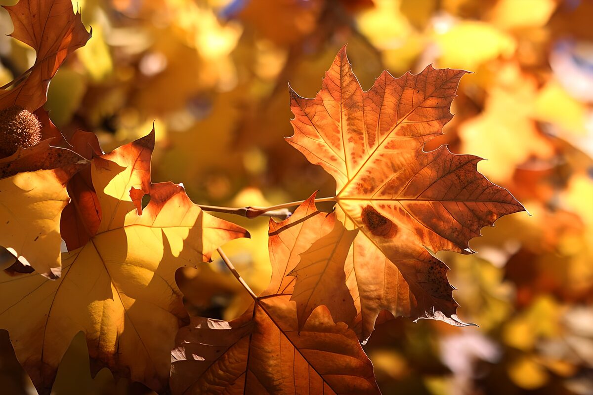 TPFR21337: Feuilles d'automne illuminées