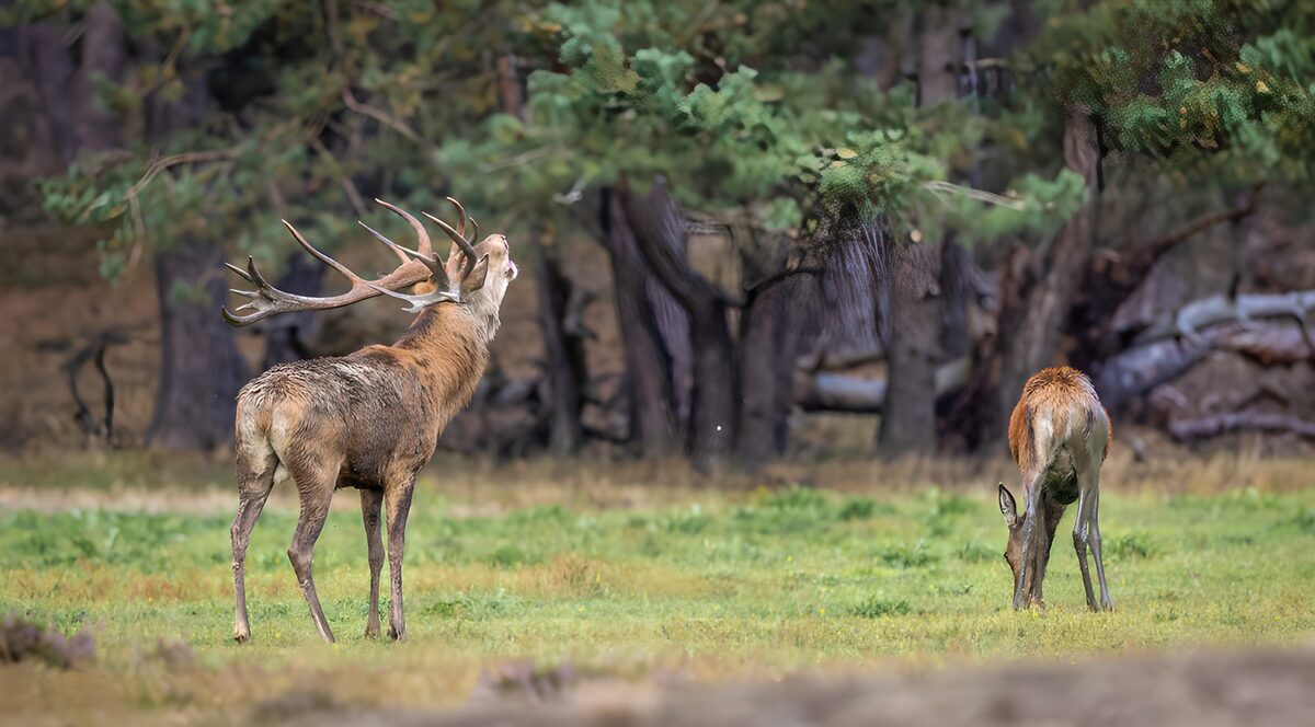 TPFR57198: Cerf majestueux dans la nature