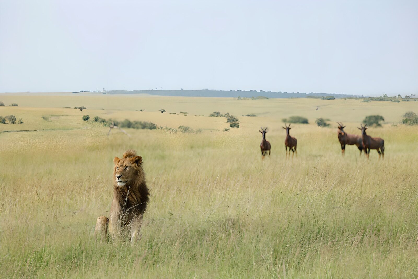 TPFR41770: Lion majestueux dans la savane