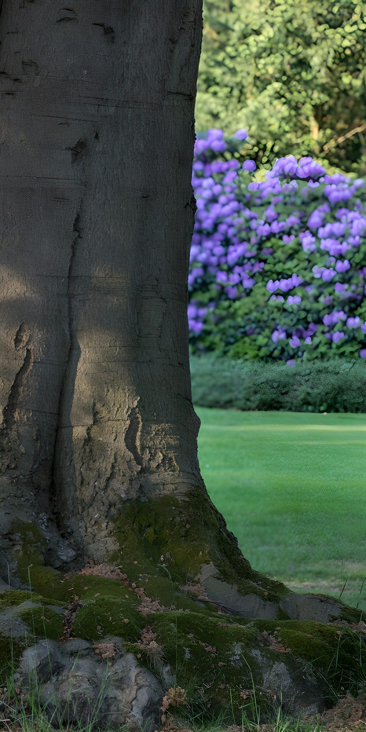 TPFR45899: Arbre majestueux en fleurs violettes