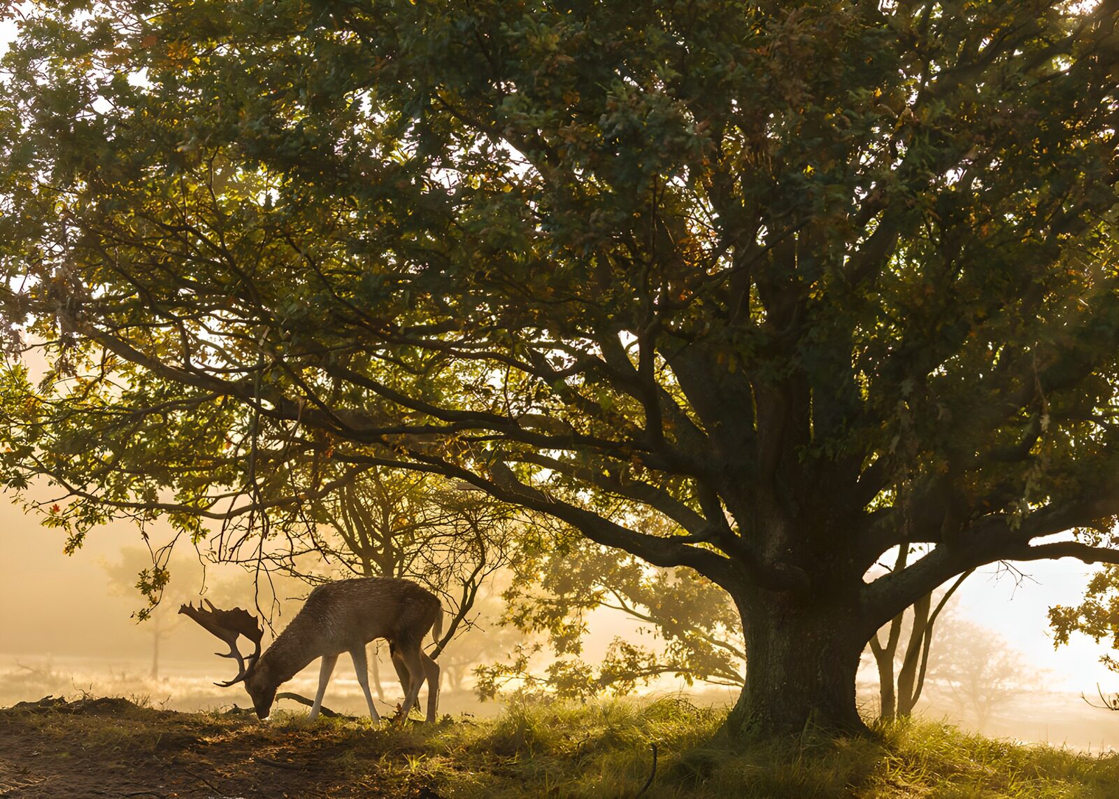 TPFR72366: Élan majestueux sous un grand arbre