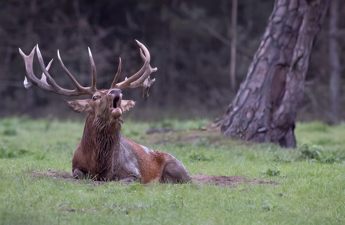 TPFR97604: Cerf majestueux dans la nature