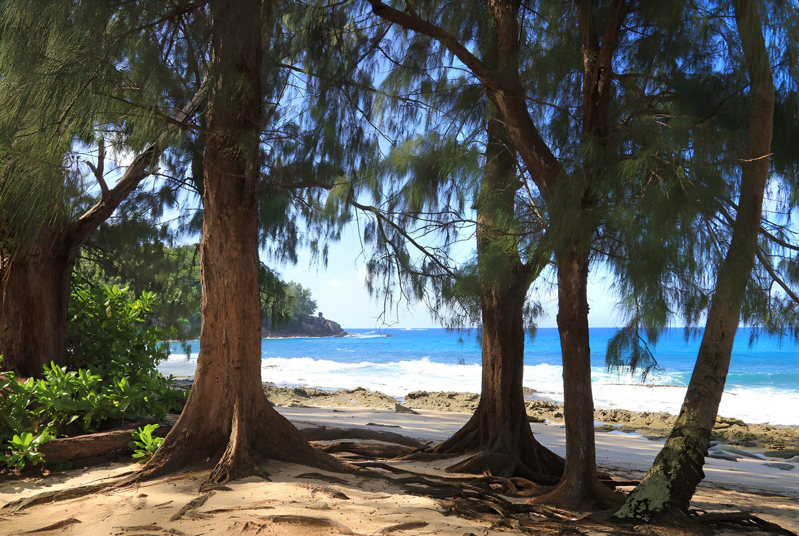 TPFR90671: Plage paisible sous les arbres