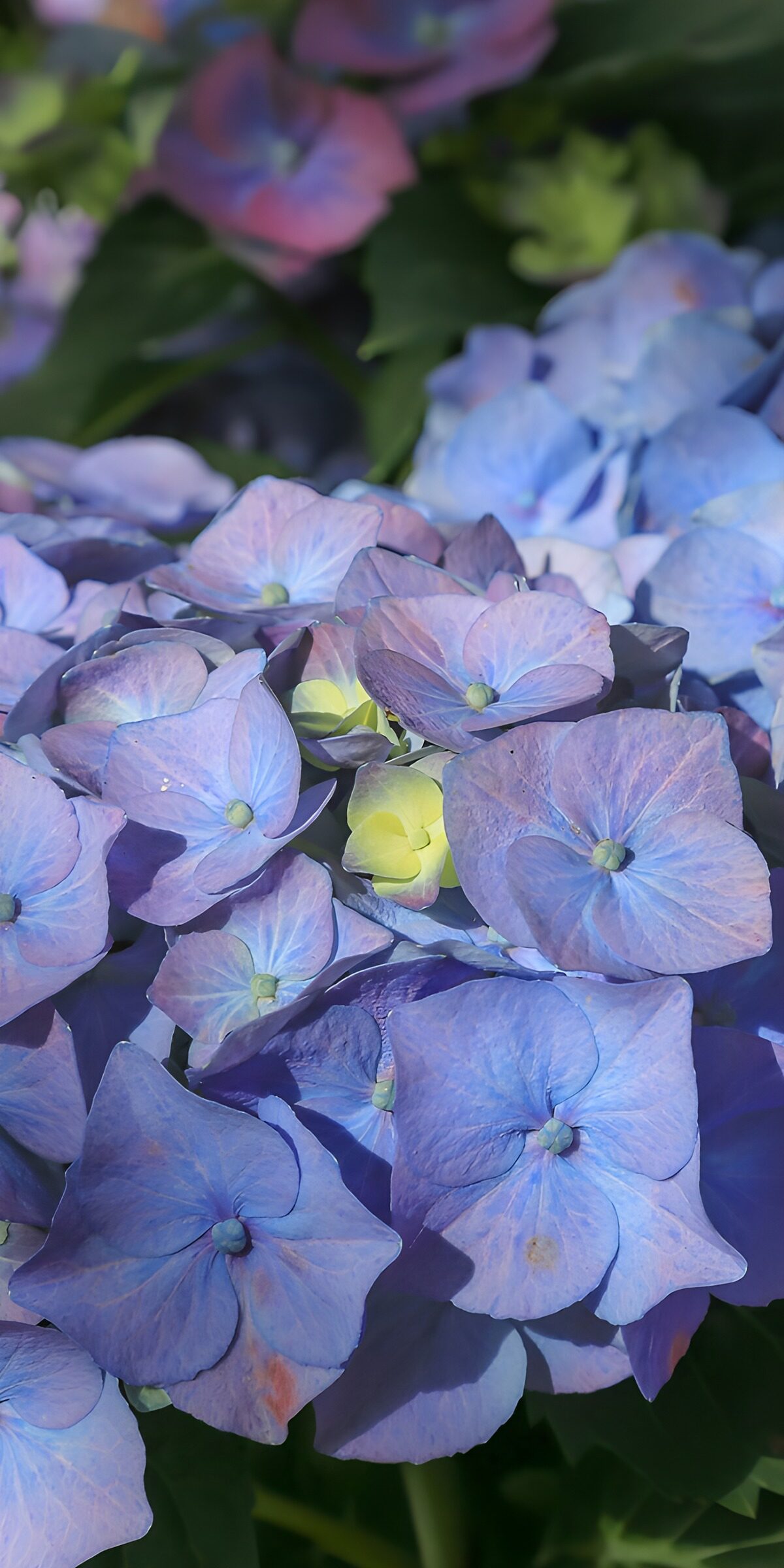 TPFR63099: Beauté des hortensias bleus